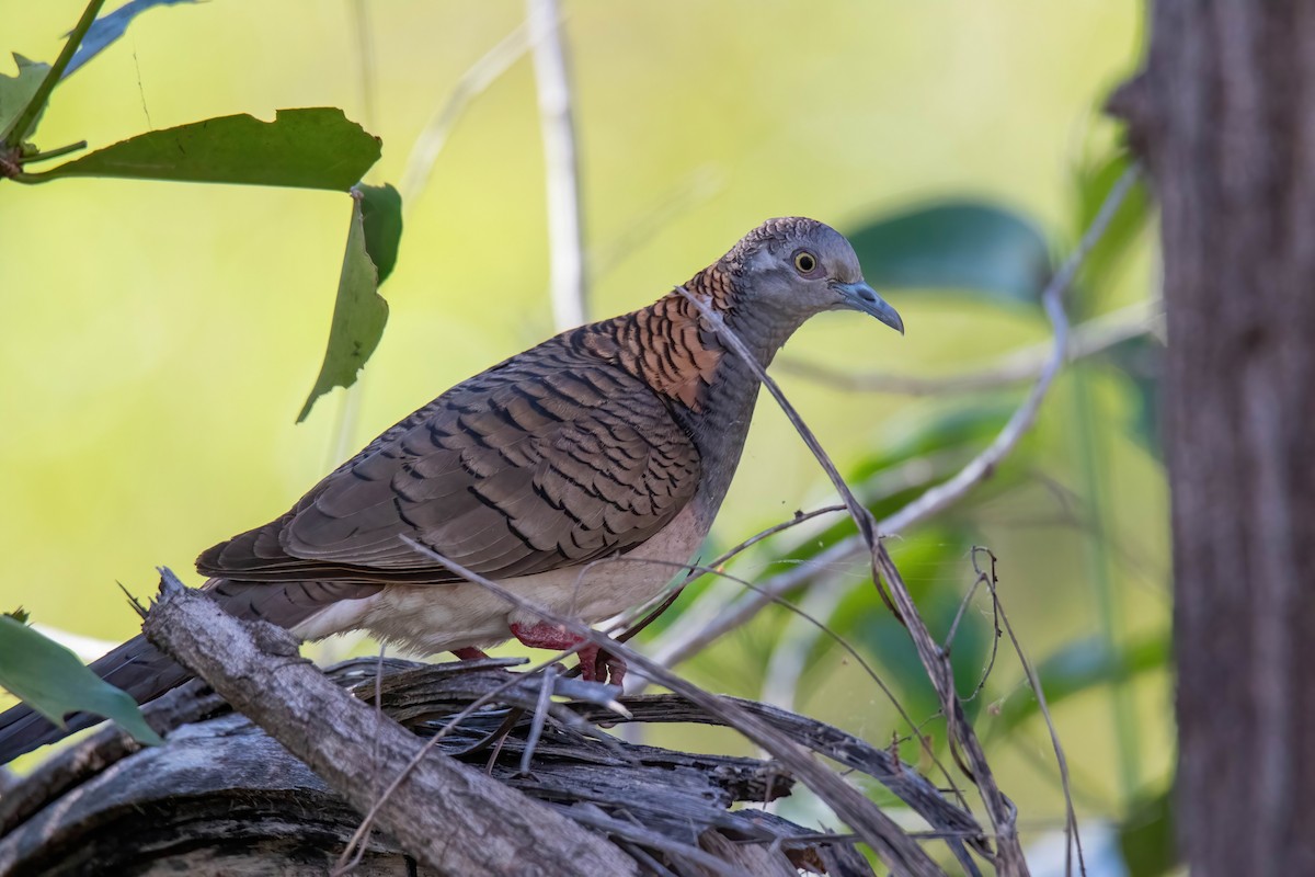 Bar-shouldered Dove - Craig McQueen