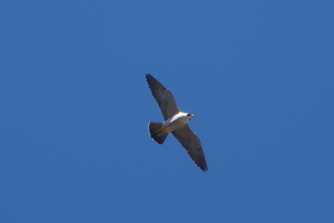 Peregrine Falcon - ML312493371