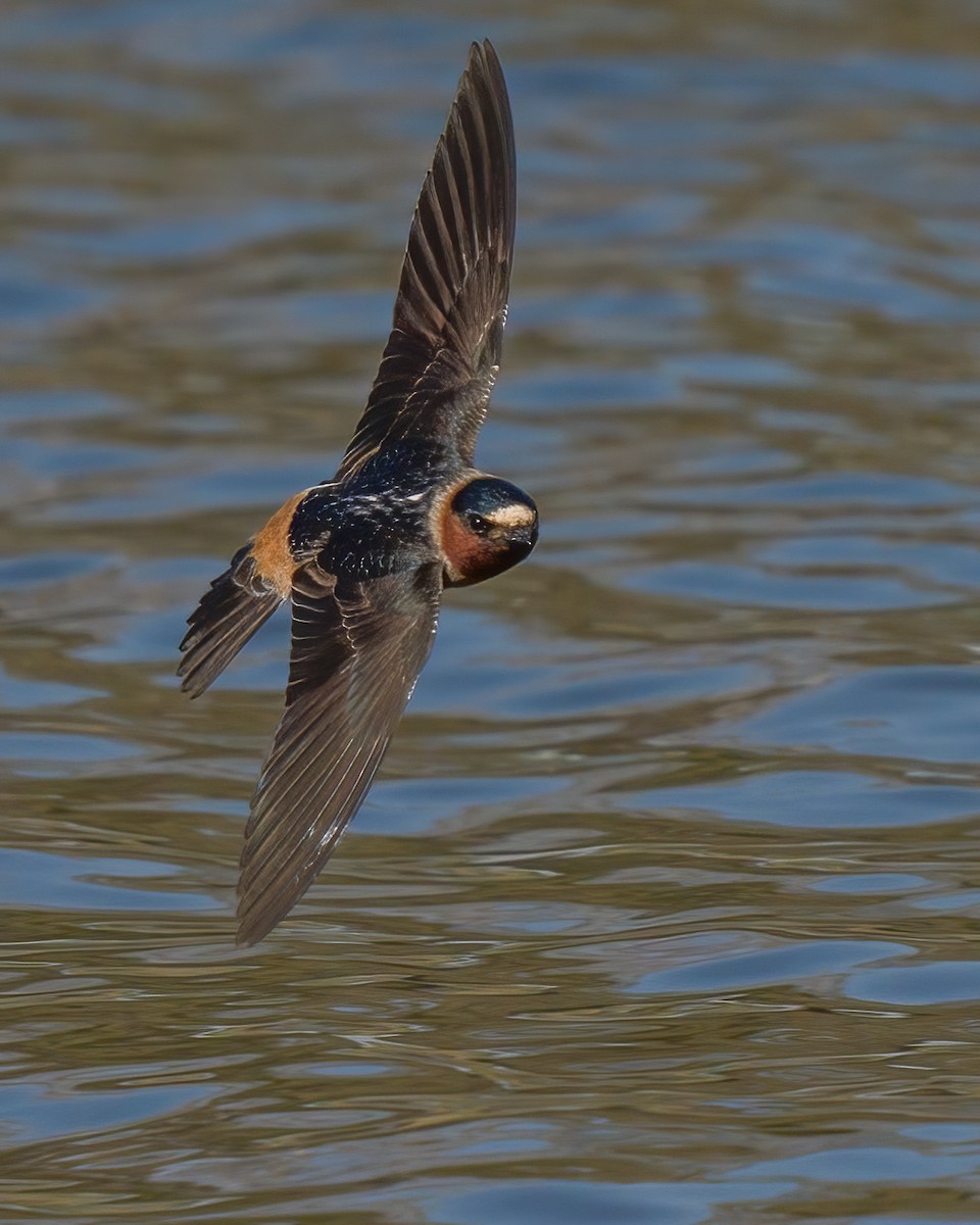 Cliff Swallow - ML312493751