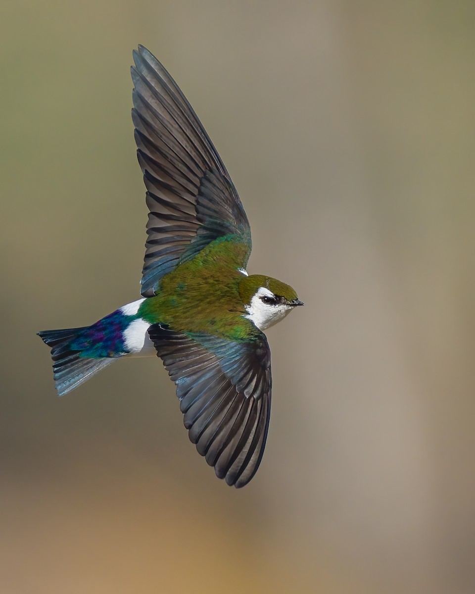 Golondrina Verdemar - ML312493861