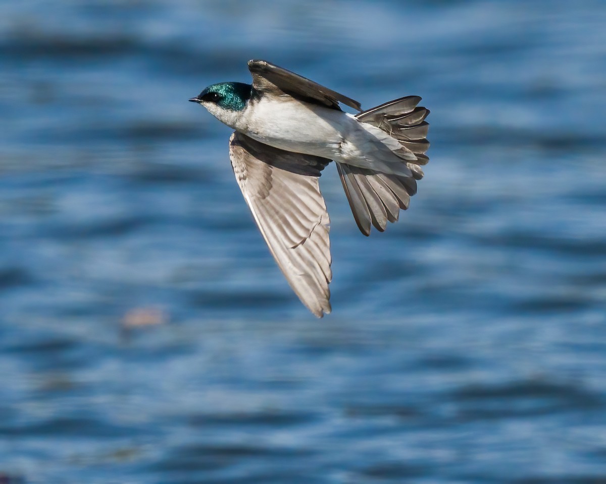 Tree Swallow - ML312493971