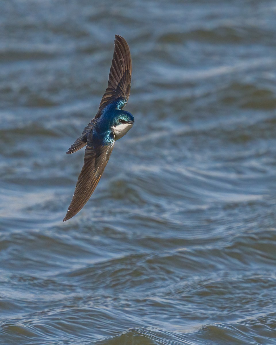 Tree Swallow - ML312494071