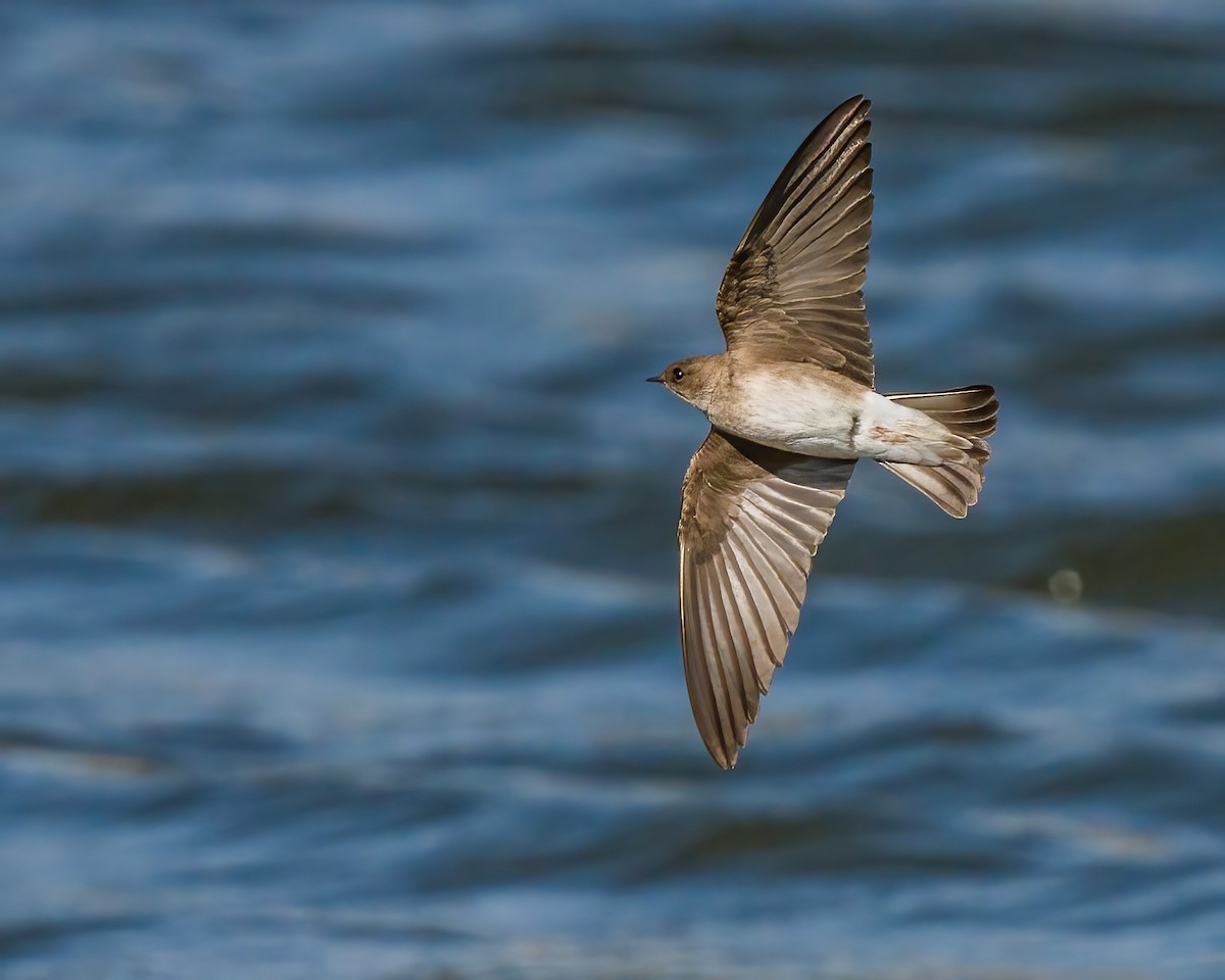 Northern Rough-winged Swallow - ML312494111