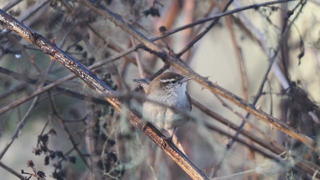 Bewick's Wren - ML312494971