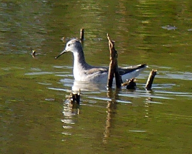 Phalarope de Wilson - ML312495751