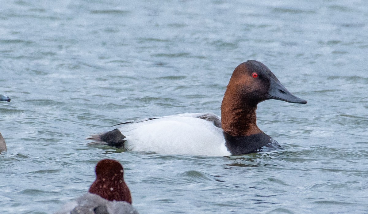 Canvasback - ML312499281