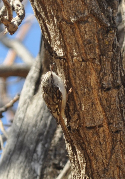 Brown Creeper - ML312499751