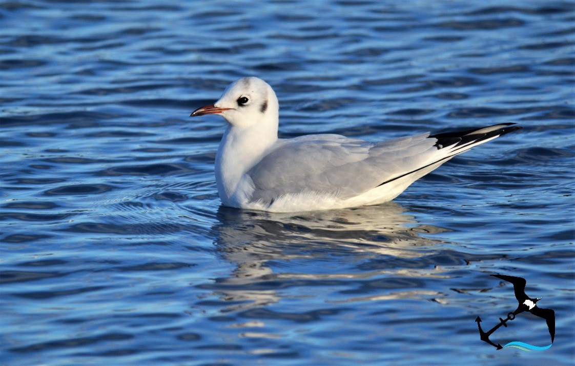Mouette rieuse - ML312502711