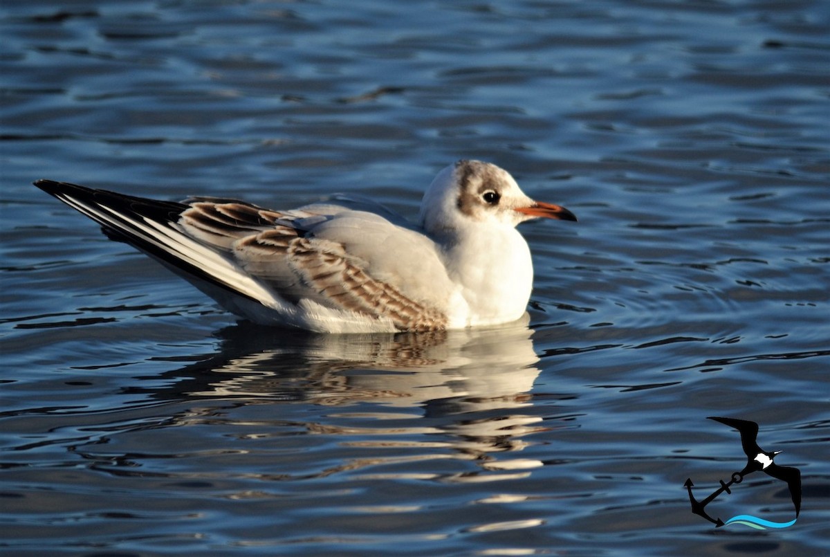 Mouette rieuse - ML312502891