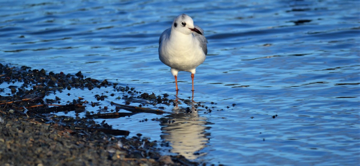 Mouette rieuse - ML312502921