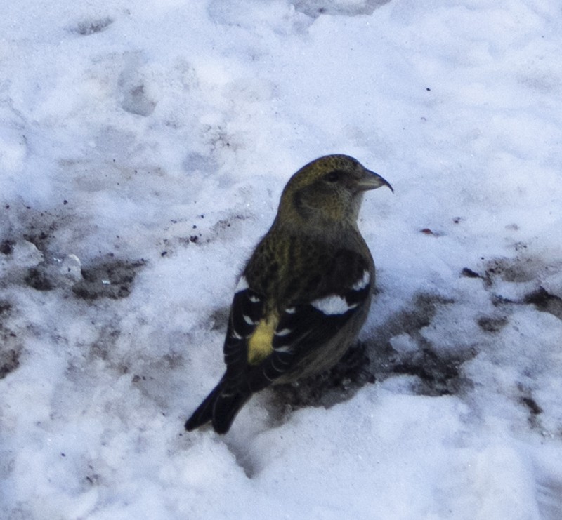 White-winged Crossbill - ML312503101