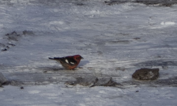 White-winged Crossbill - ML312503111