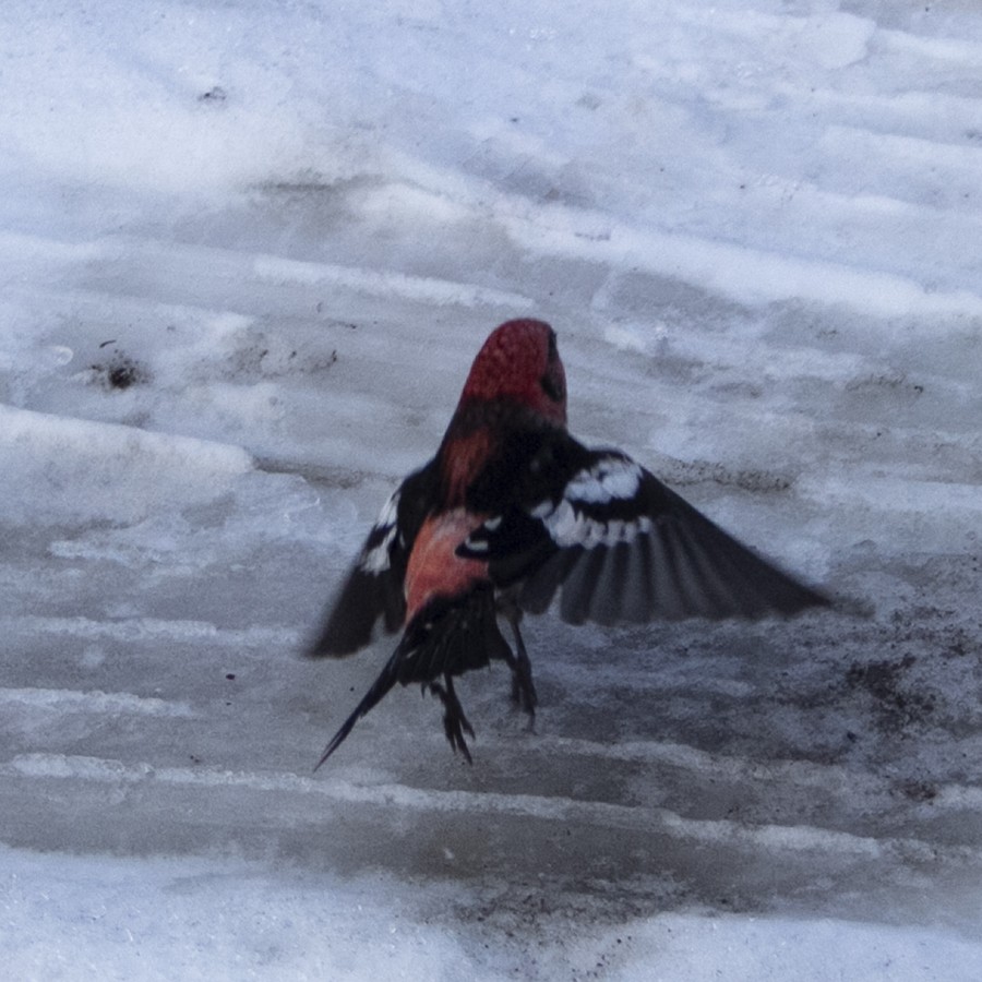 White-winged Crossbill - Jenna Tranum