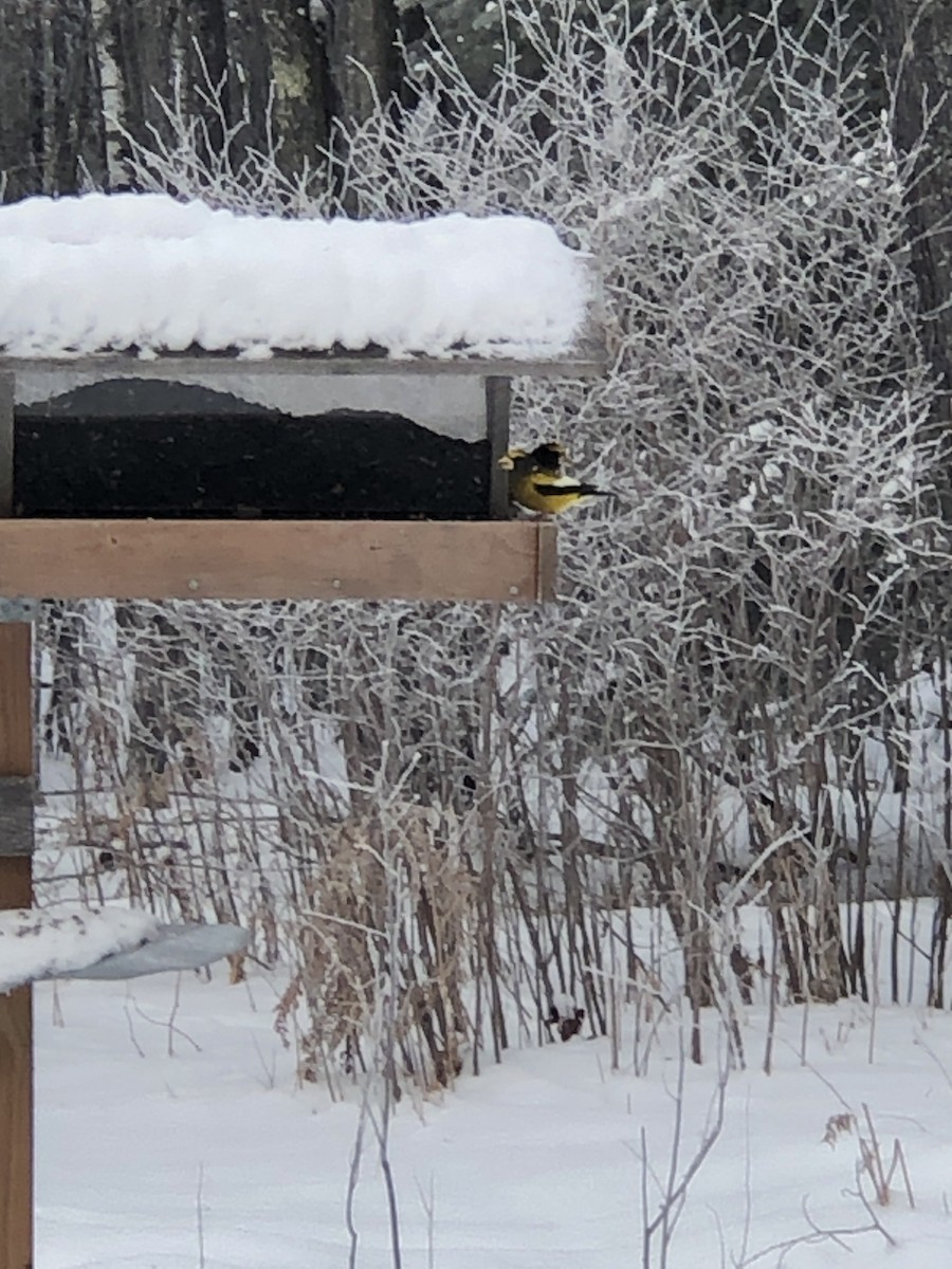 Evening Grosbeak - Jenna Tranum