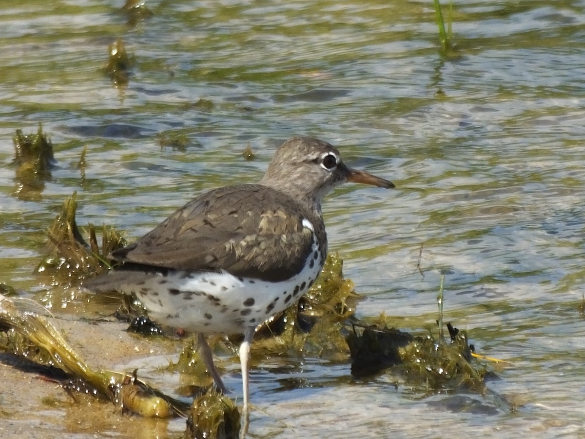 Spotted Sandpiper - ML31250521