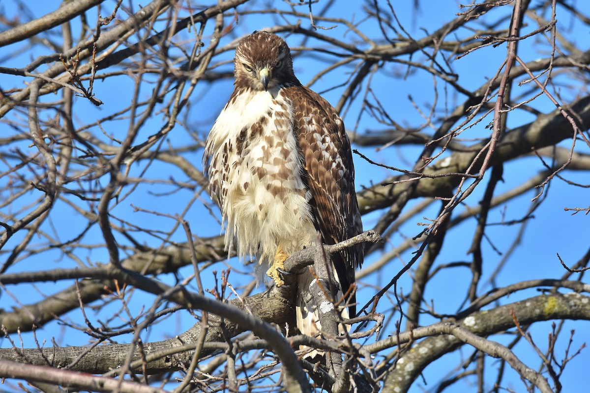 Red-tailed Hawk - ML312505701