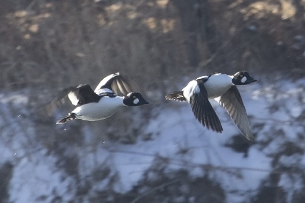 Common Goldeneye - ML312506791