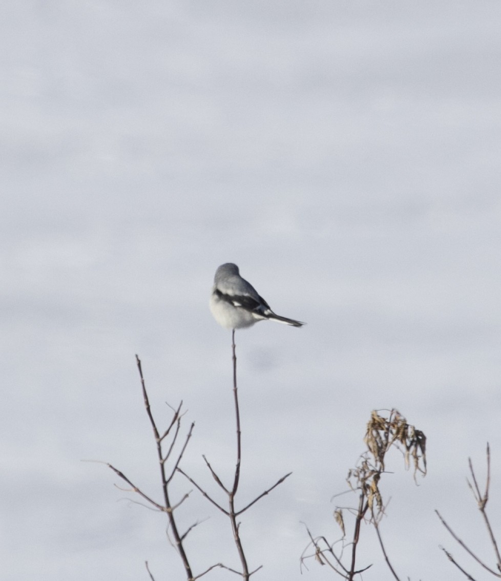 Northern Shrike - Jenna Tranum