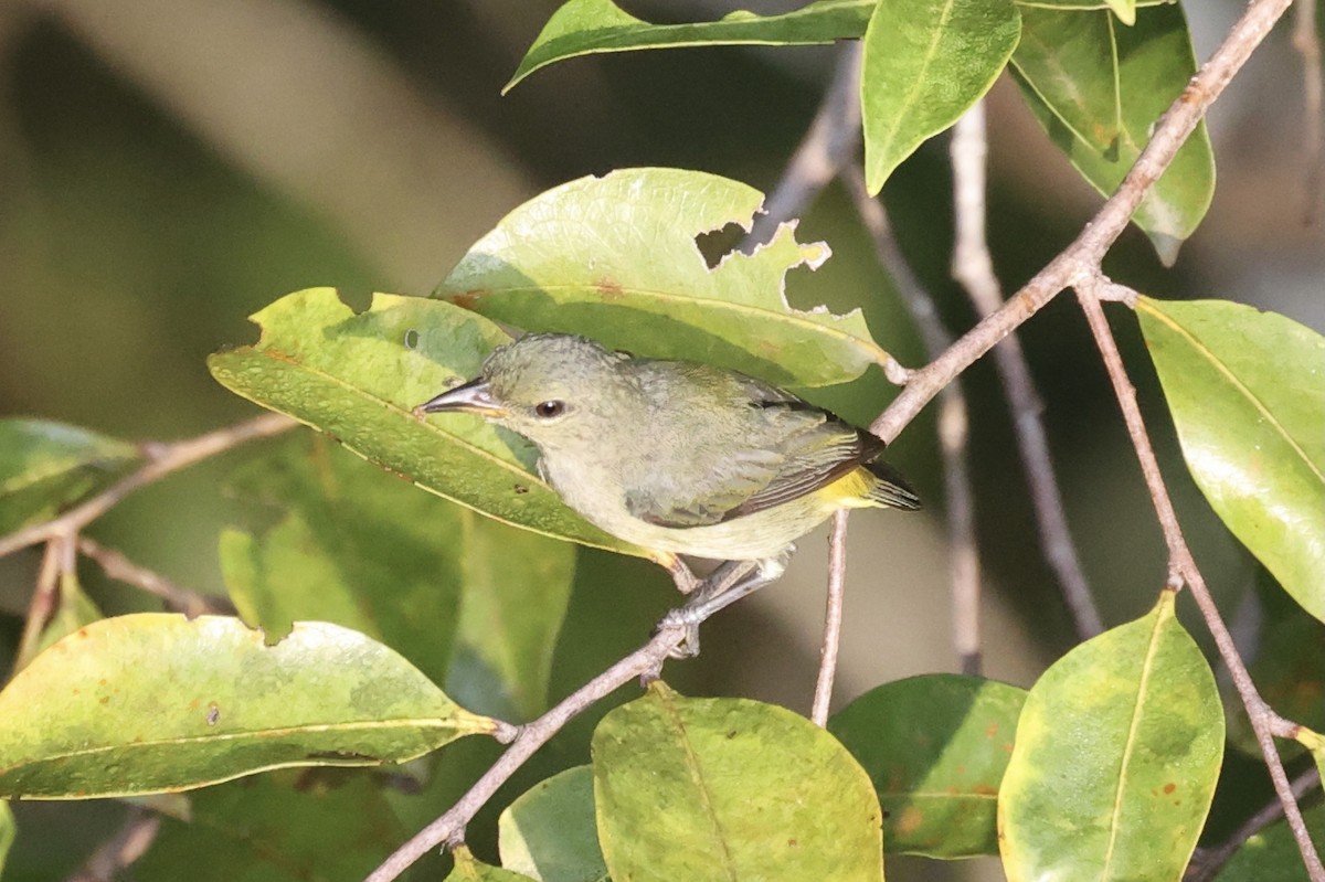 Orange-bellied Flowerpecker - ML312507261