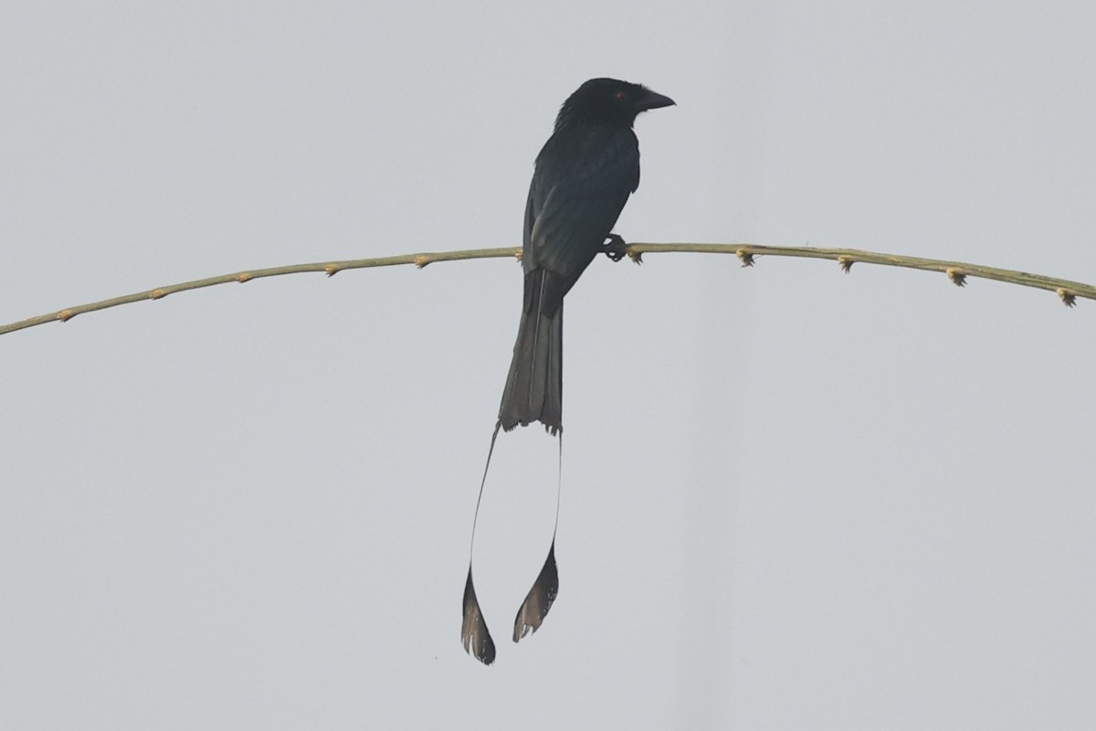 Greater Racket-tailed Drongo - ML312508181