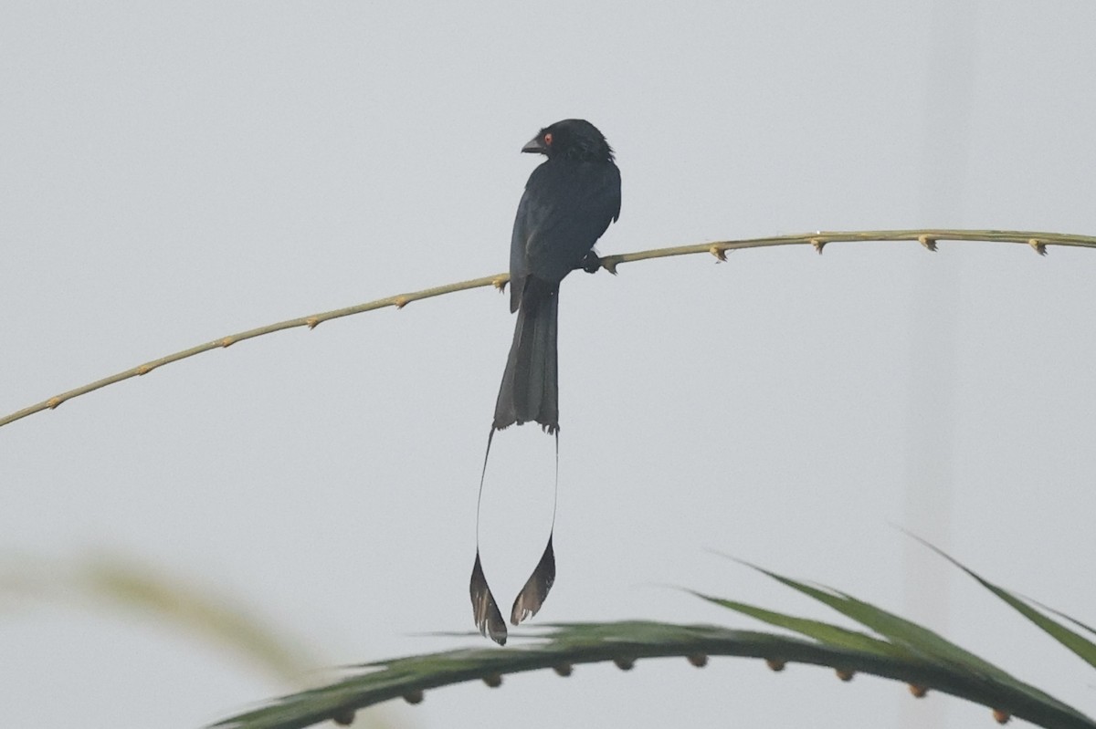 Greater Racket-tailed Drongo - ML312508201