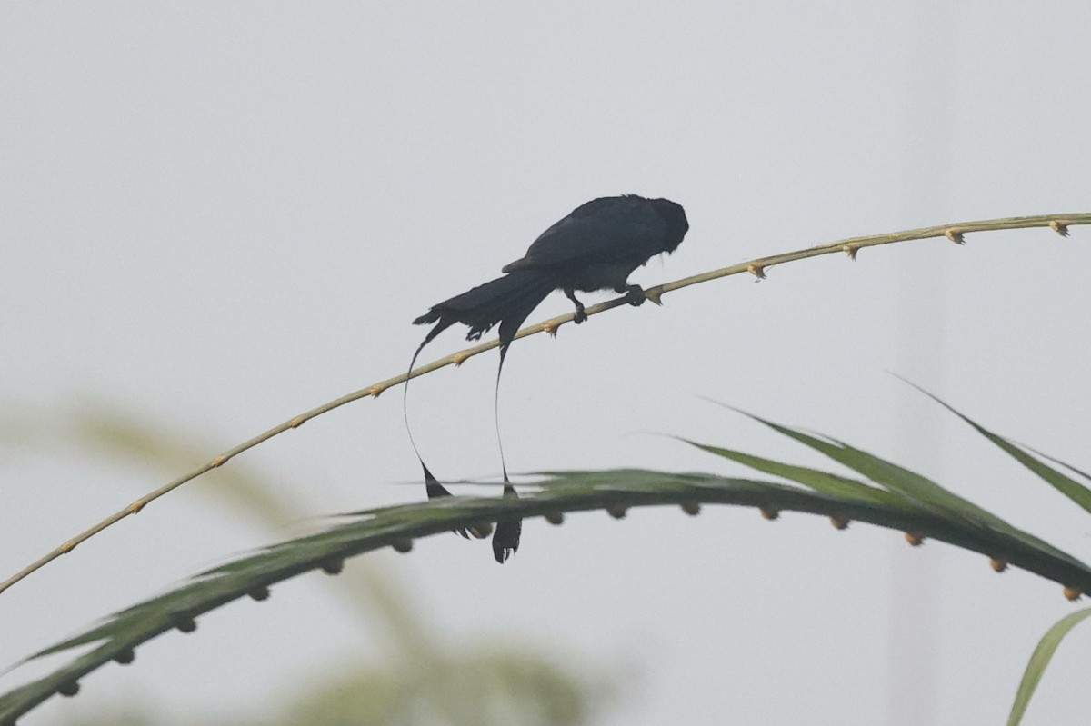 Greater Racket-tailed Drongo - ML312508211