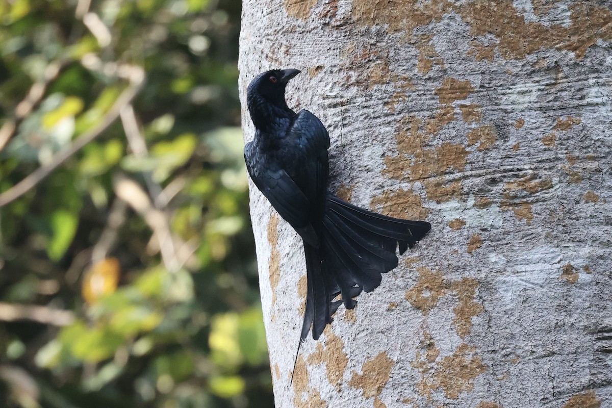 Greater Racket-tailed Drongo - ML312508251