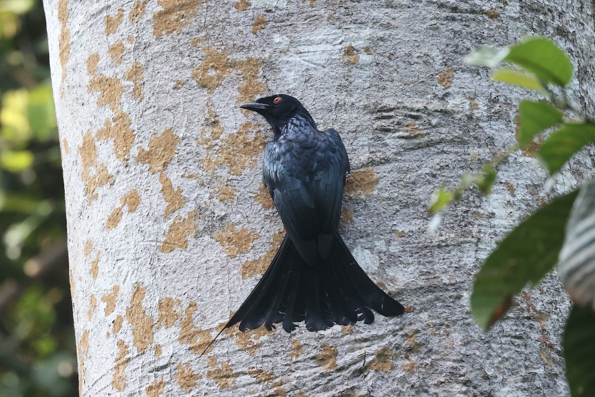 Greater Racket-tailed Drongo - ML312508281