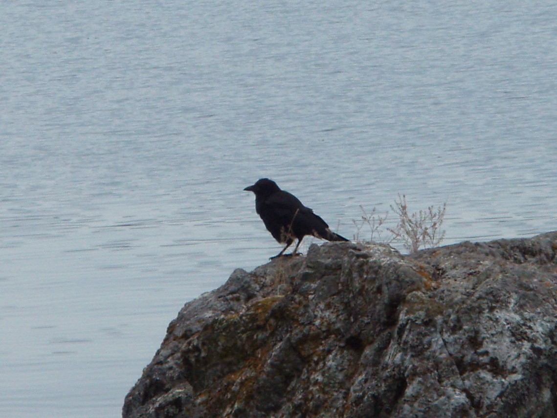 Common Raven - ML312509881