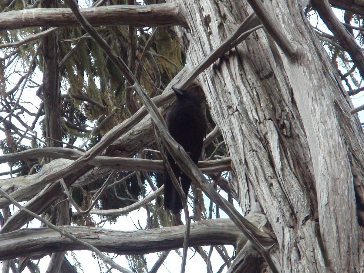 Common Raven - ML312509911