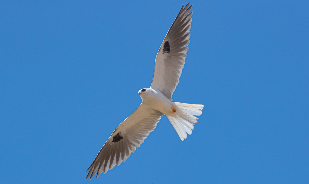 White-tailed Kite - Chris McCreedy - no playbacks
