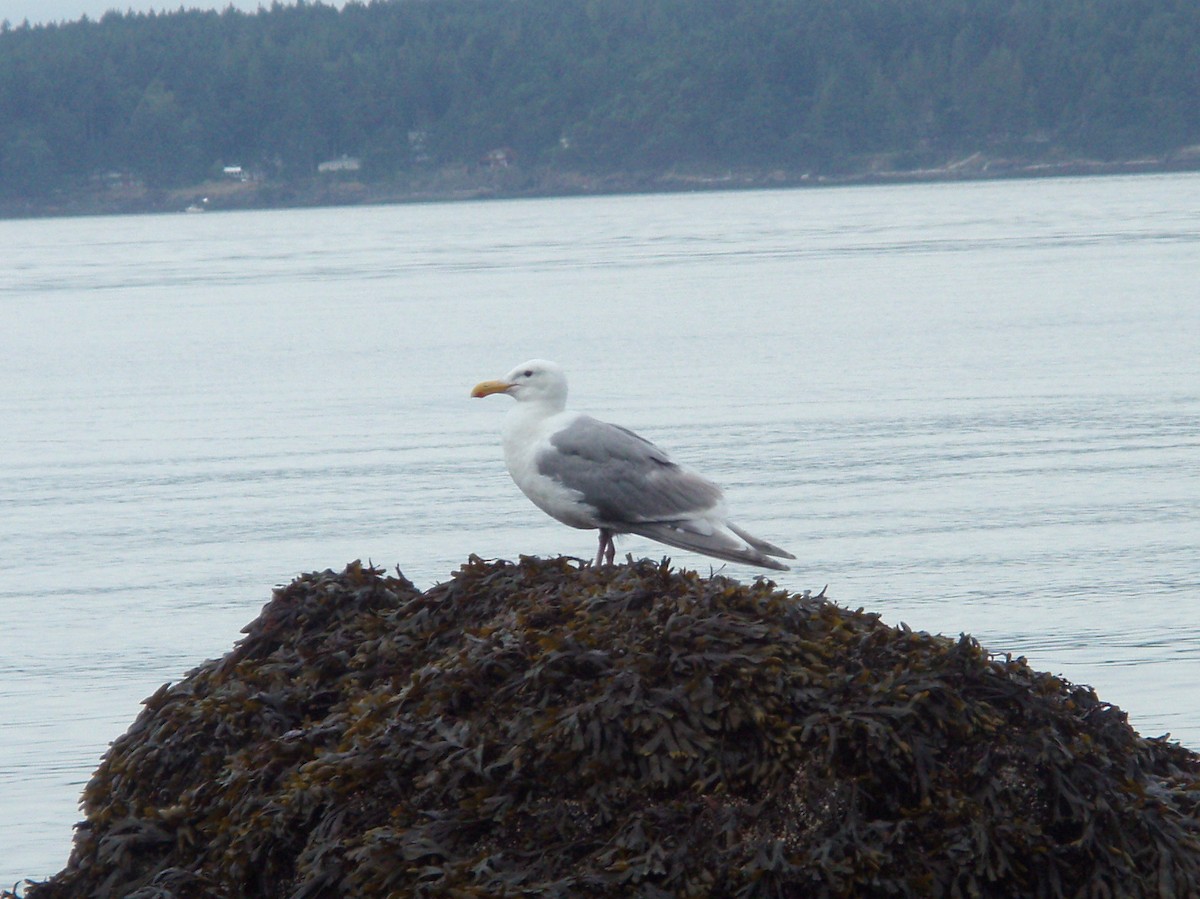 Glaucous-winged Gull - ML312512291