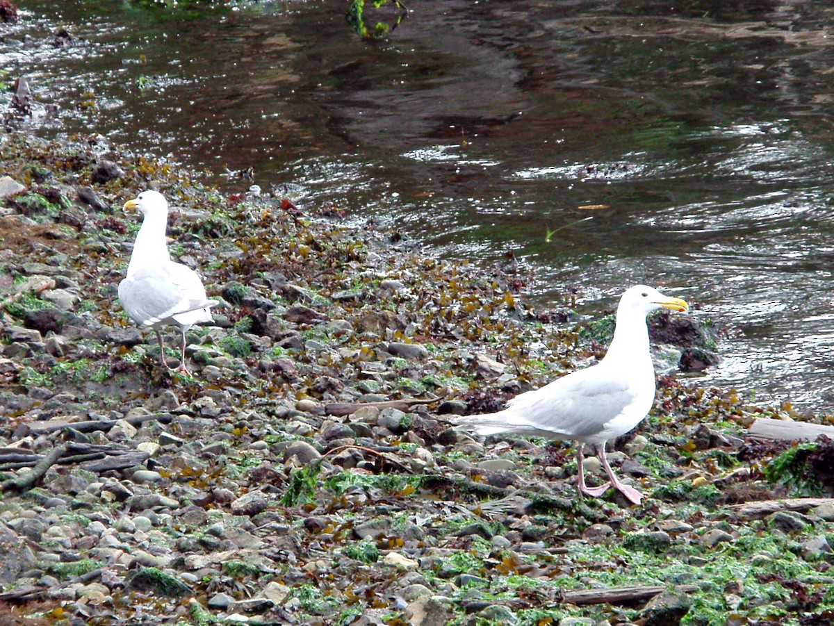 Glaucous-winged Gull - ML312512301