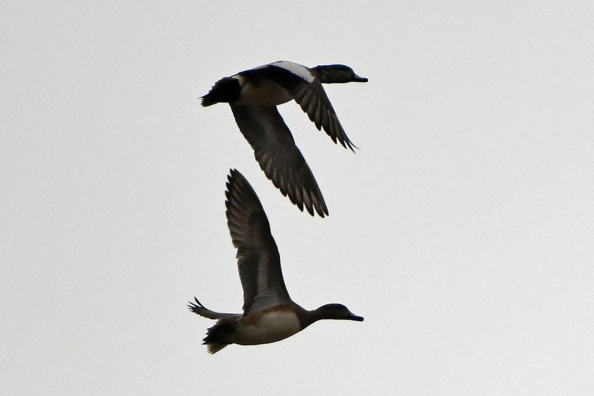 American Wigeon - ML312513461