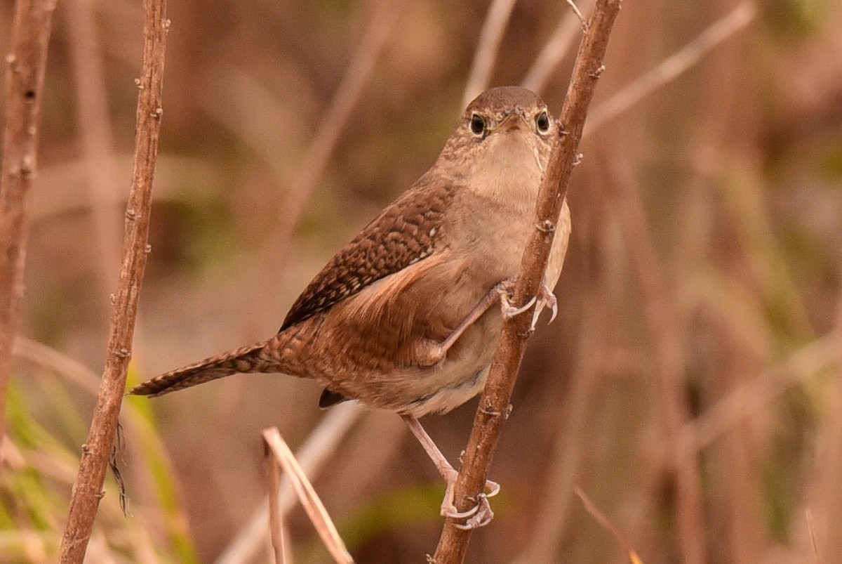 House Wren - ML312515691