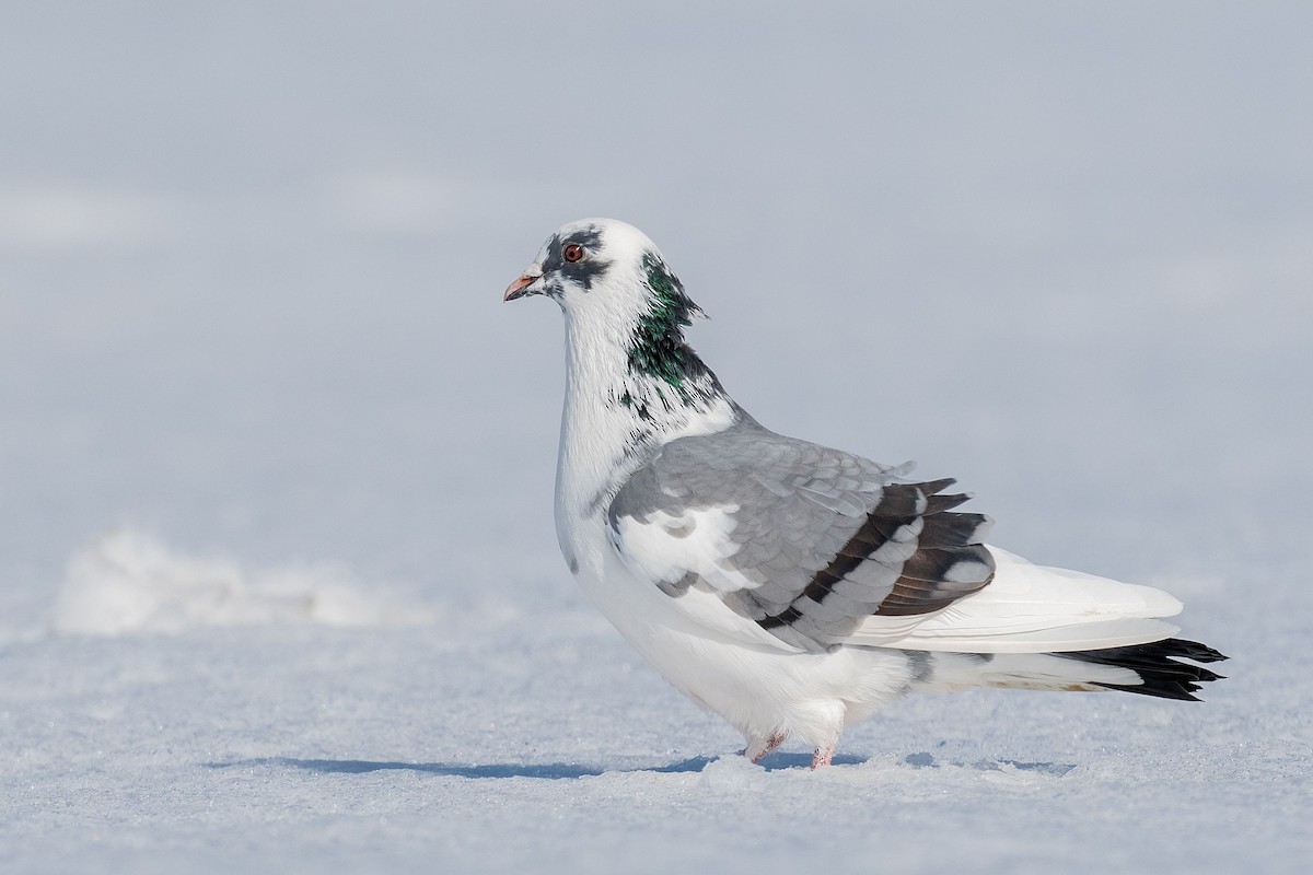 Rock Pigeon (Feral Pigeon) - ML312517451