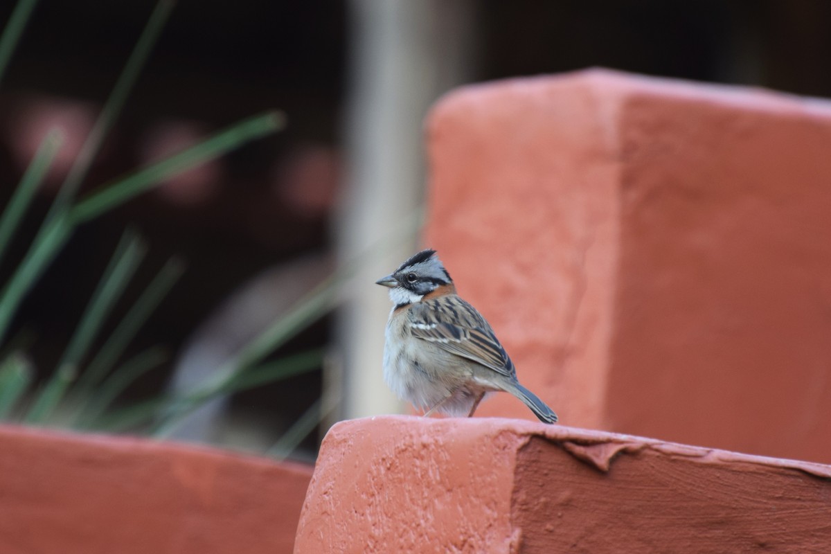 Rufous-collared Sparrow - ML31251821