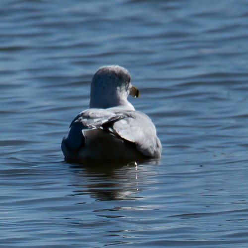 Ring-billed Gull - ML312519161