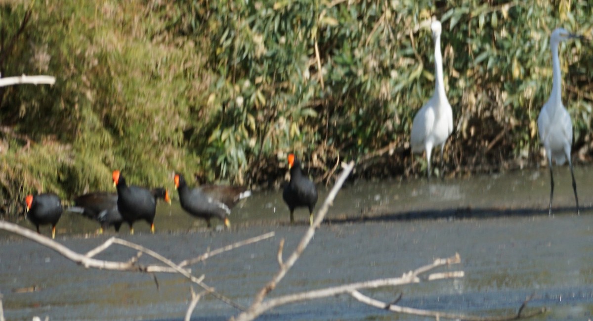 Common Gallinule - ML312519781