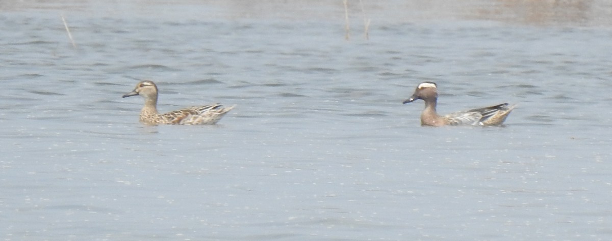 Garganey - ML312520161