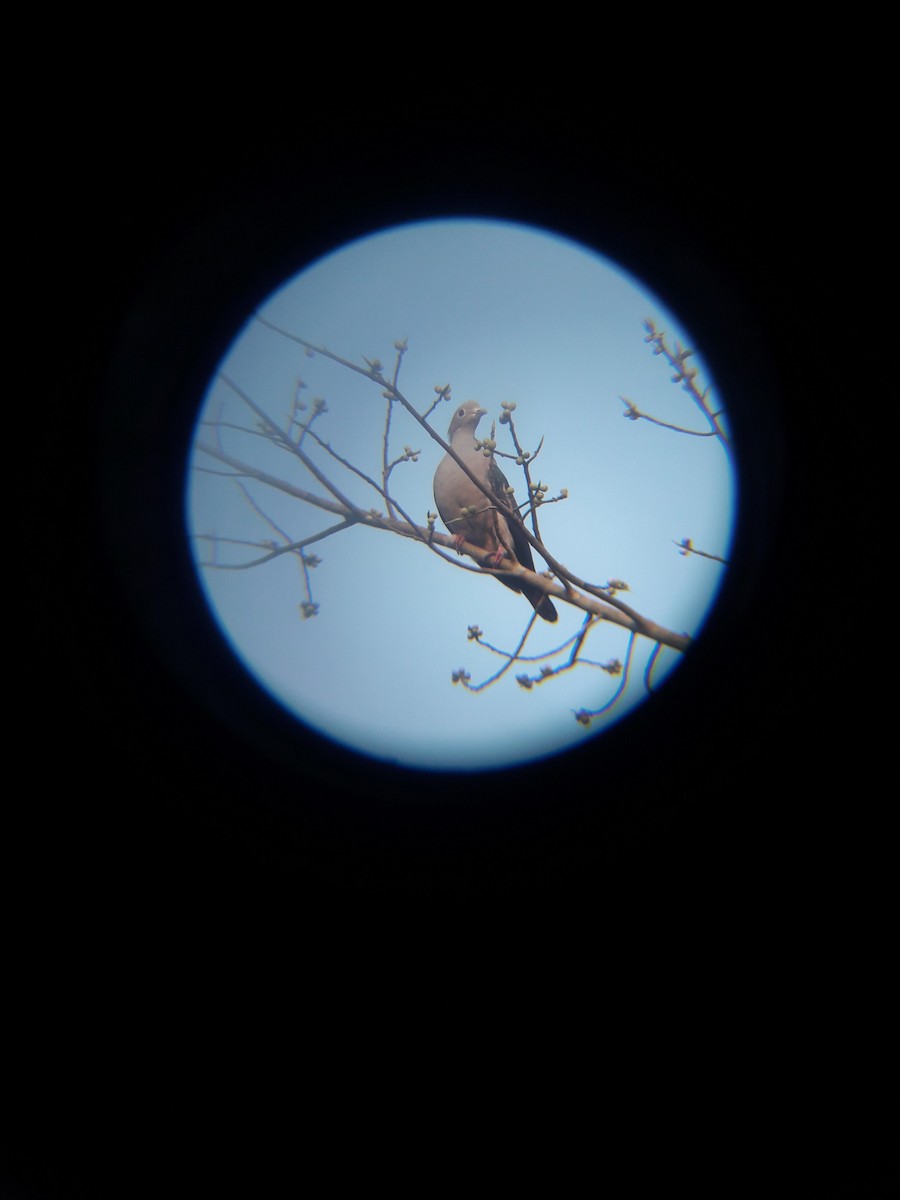 Green Imperial-Pigeon - ML312520961