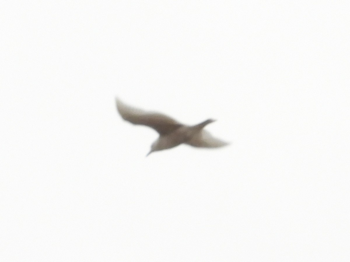 Iceland Gull (kumlieni) - ML312523171