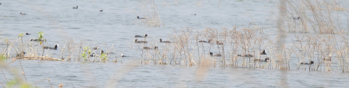 Eurasian Coot - ML312523891