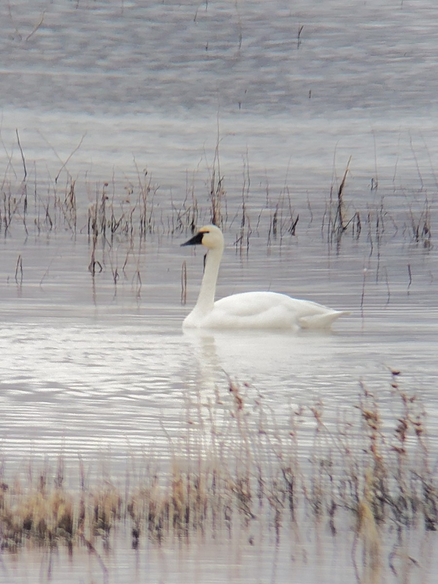 Tundra Swan - ML312524211