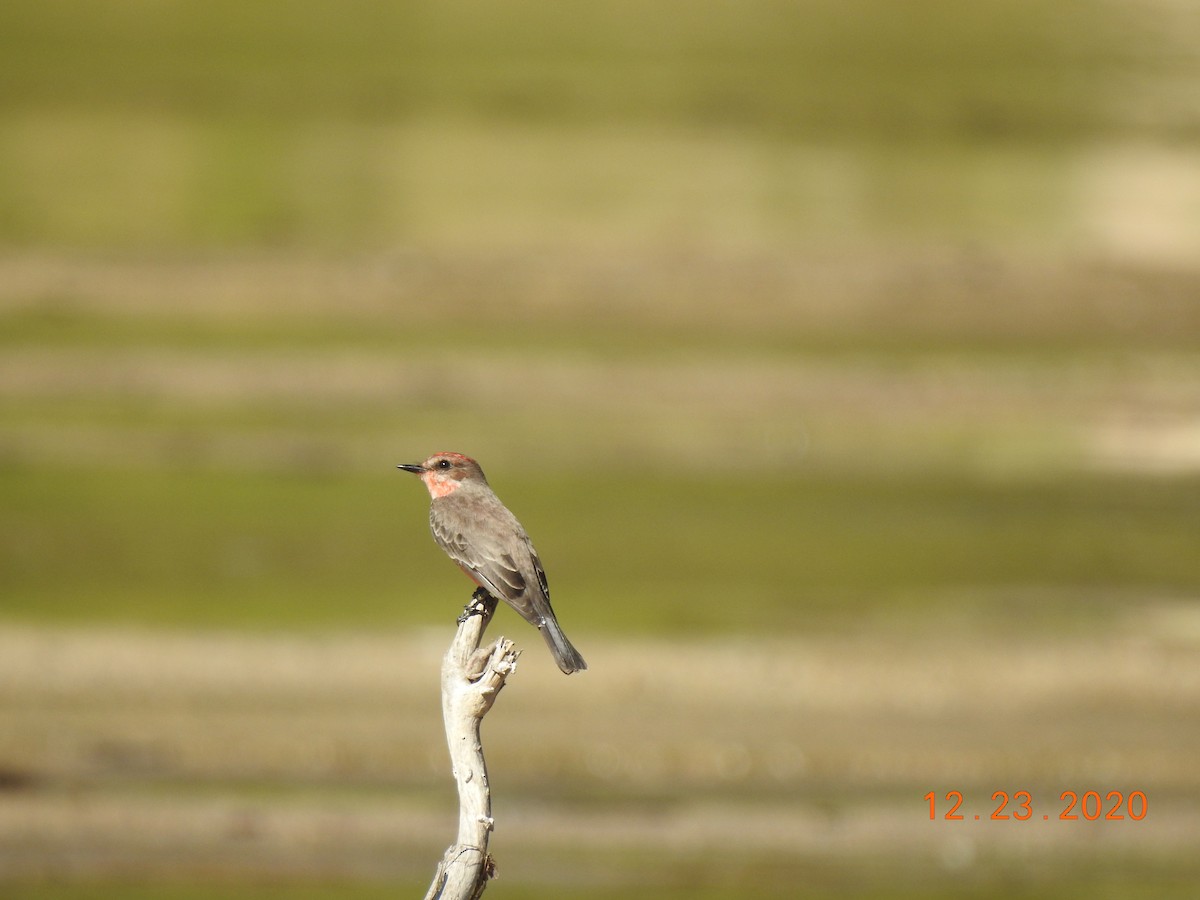 Vermilion Flycatcher - John Mills