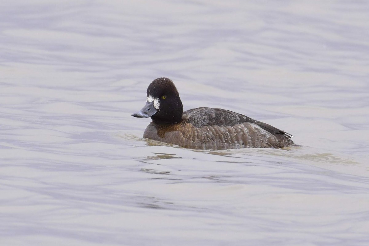 Lesser Scaup - ML312524971