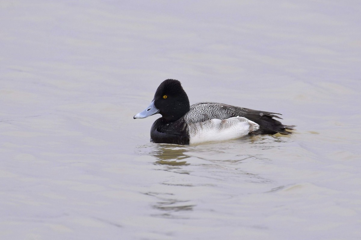 Lesser Scaup - ML312525181