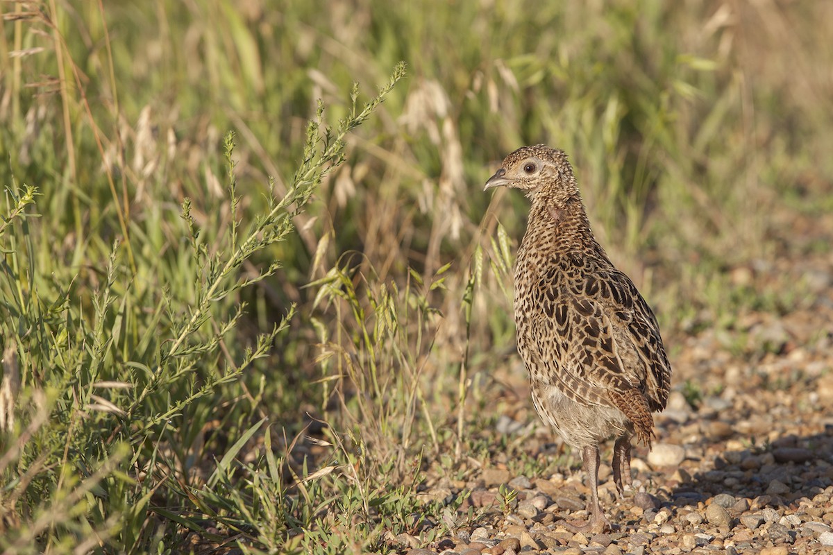 Ring-necked Pheasant - ML31252601