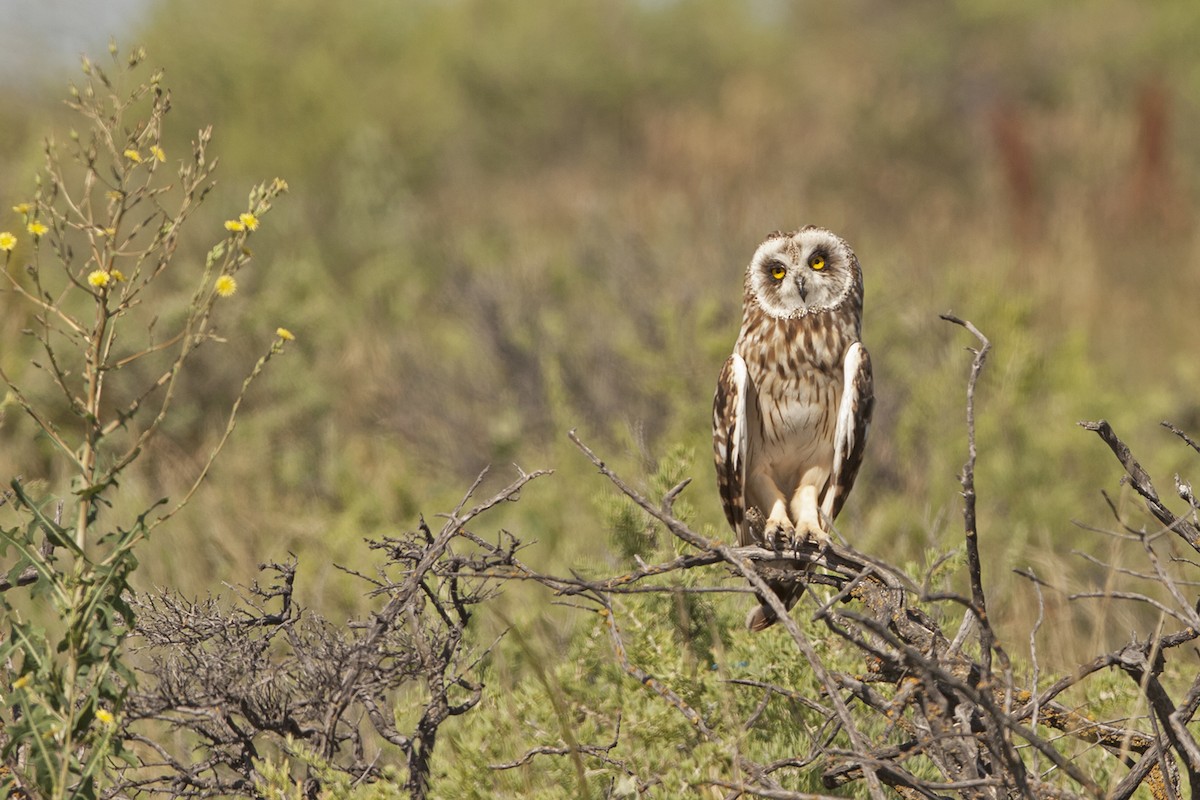 Short-eared Owl - ML31252641