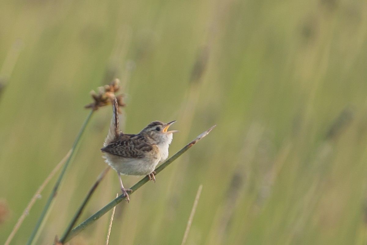 Sedge Wren - ML31252651